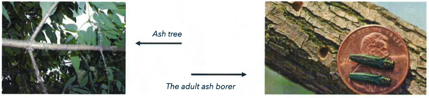 Ash tree vs Ash borer